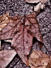 Close-up of leaves