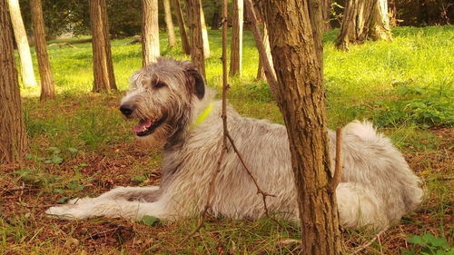 Dog in forest