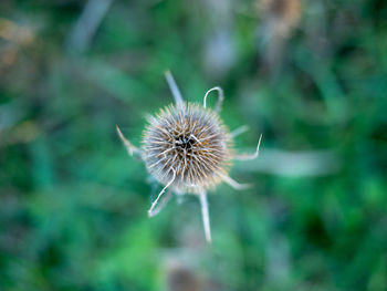 Close-up of dandelion against blurred background