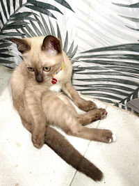 High angle view of cat lying on bed