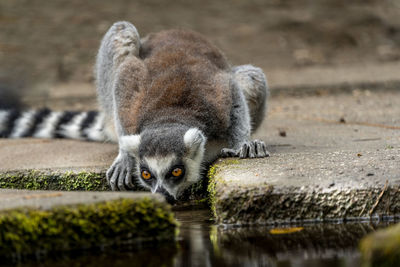 Close-up of an animal