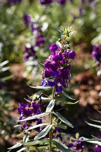 Close-up of purple flowering plant