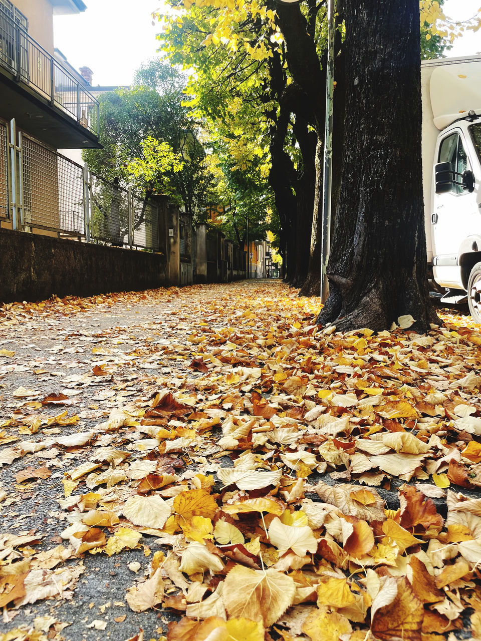 leaf, plant part, autumn, tree, leaves, nature, falling, architecture, day, plant, dry, built structure, city, building exterior, no people, car, street, outdoors, wheel, yellow, land vehicle, transportation, motor vehicle, building, mode of transportation, vehicle, footpath
