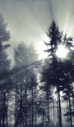 Low angle view of trees against sky