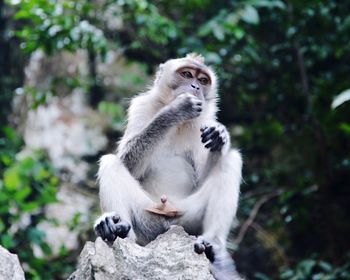 Close-up of monkey sitting on rock