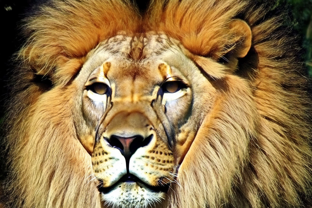 animal, animal themes, feline, cat, animal wildlife, mammal, one animal, lion - feline, mane, wildlife, big cat, animal body part, felidae, portrait, close-up, masai lion, roaring, whiskers, no people, animal head, carnivora, looking at camera, safari, day