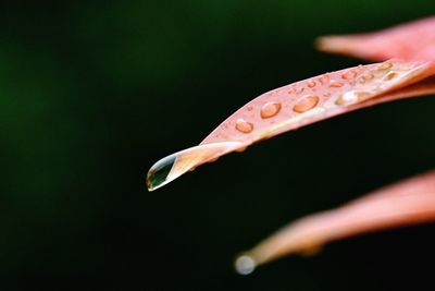 Close-up of water drops on red leaf