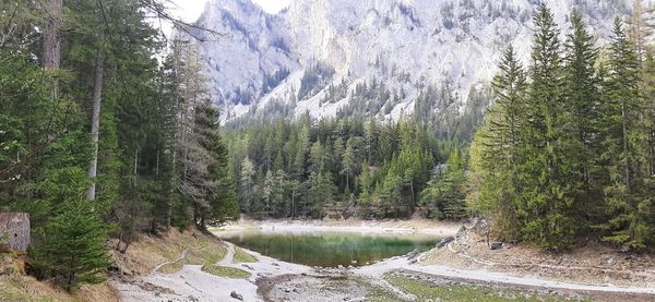 Scenic view of lake amidst trees in forest