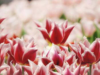 Close-up of pink flowering plants