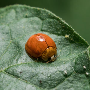 Close-up of insect on leaf