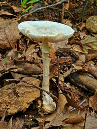 Close-up of mushroom on field