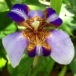 Close-up of purple flowers blooming