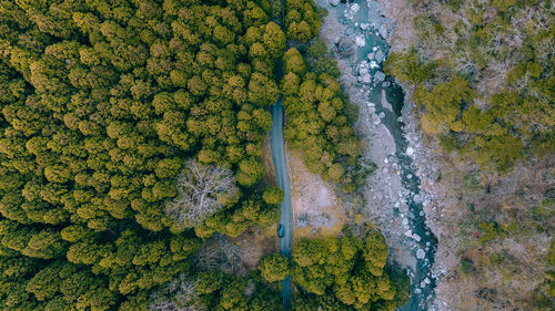 High angle view of plants and trees in forest