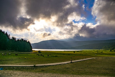 Scenic view of field against sky