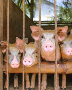 Portrait of pigs in cage