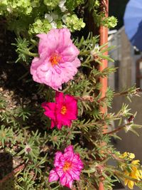 High angle view of pink flowers blooming outdoors