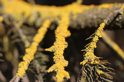 Close-up of yellow flowers