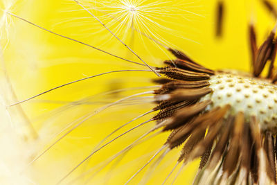 Close-up of yellow dandelion