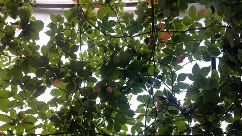 Low angle view of leaves on tree