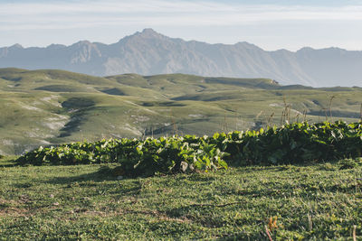 View of askhi mountain