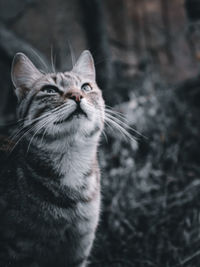 Close-up of a cat looking up