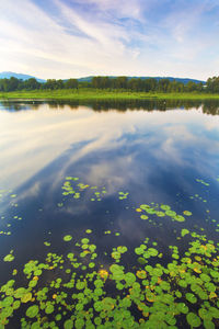 Reflection of trees in lake