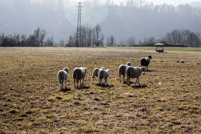 Horses grazing on field