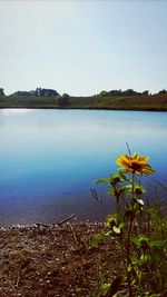 Plant growing in lake