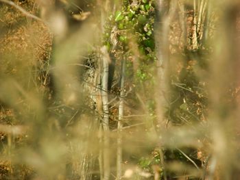 Tree trunks in wood behind defocused leaves and branches