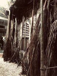 Trees growing in abandoned building