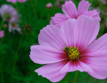 Close-up of pink flower blooming outdoors