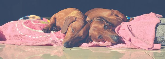 Close-up of a dog resting