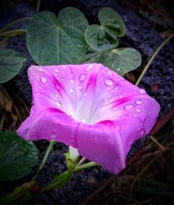 Close-up of wet pink rose flower