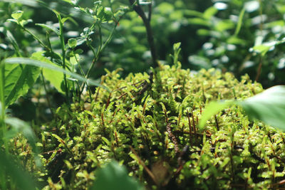 plant