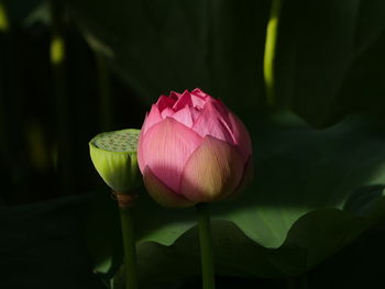 Close-up of pink water lily