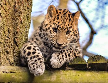 Close-up portrait of tiger