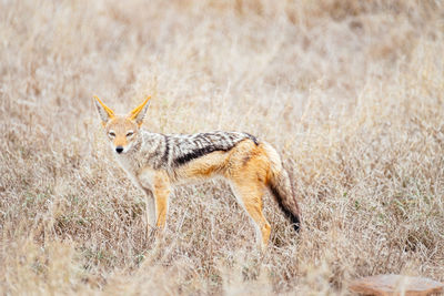 Portrait of giraffe standing on landscape