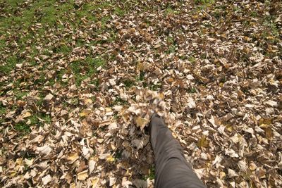 Low section of person standing on autumn leaves