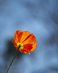 Close-up of orange flower against sky