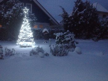 Snow covered trees