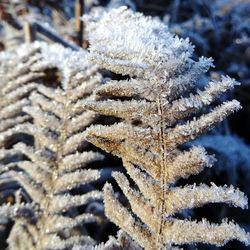 Close-up of snowflakes on snow