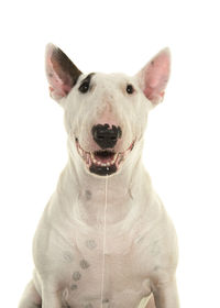 Portrait of dog against white background