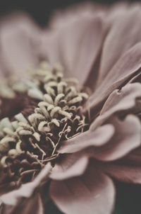 Close-up of flower