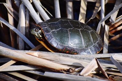 Close-up of shell on wood