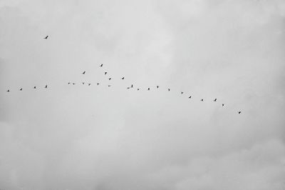 Low angle view of birds flying in sky