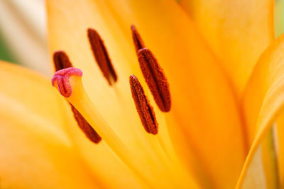 Closeup of a daylily flower