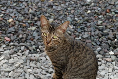 Portrait of cat sitting on pebbles