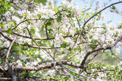 Low angle view of cherry blossoms in spring