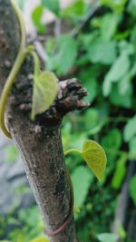 Close-up of plant growing on tree trunk