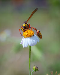 Close-up of insect on flower